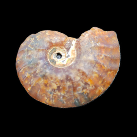 Ammonite section 32mm 4.6g in sunlight - Rocks and Things Store