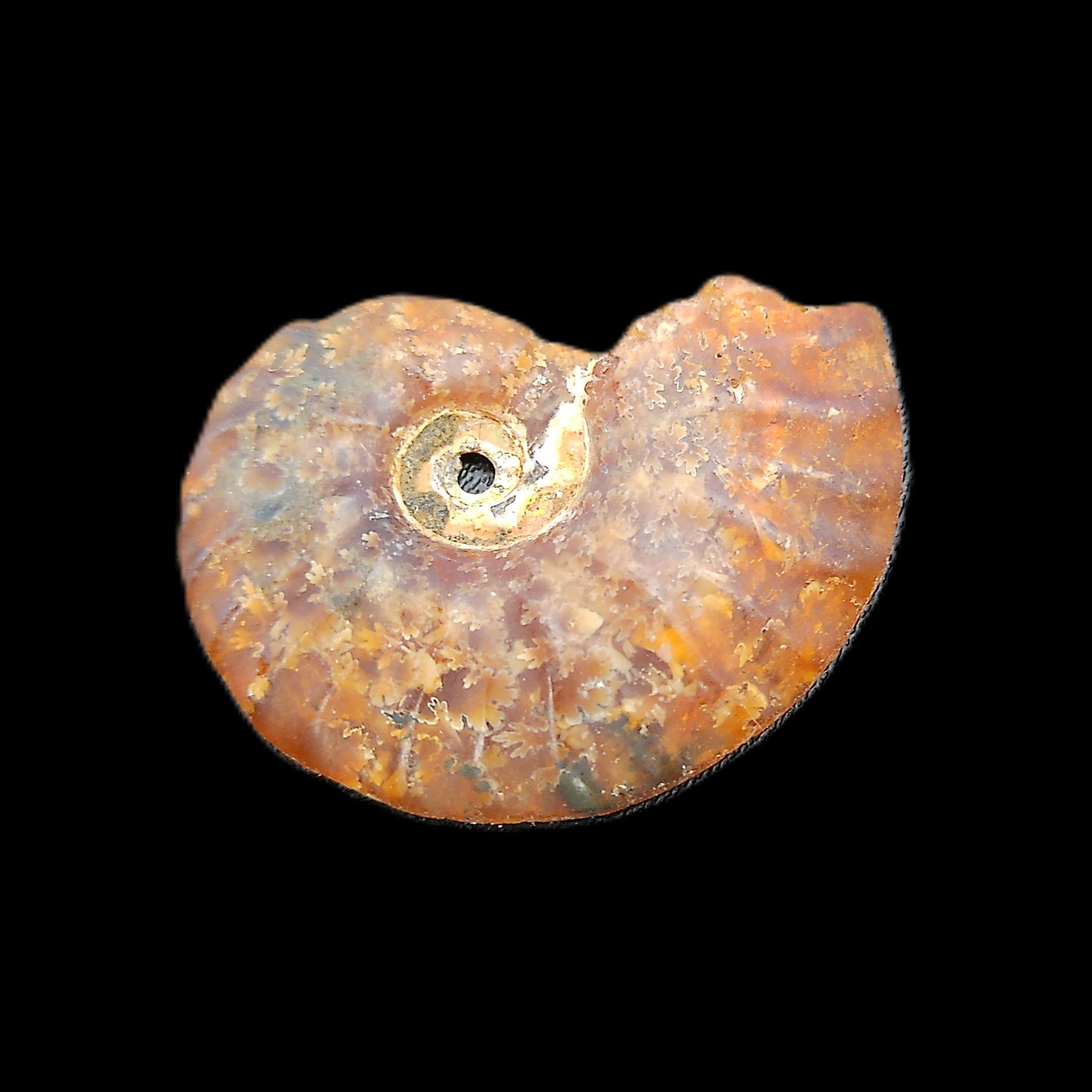 Ammonite section 32mm 4.6g in sunlight - Rocks and Things Store