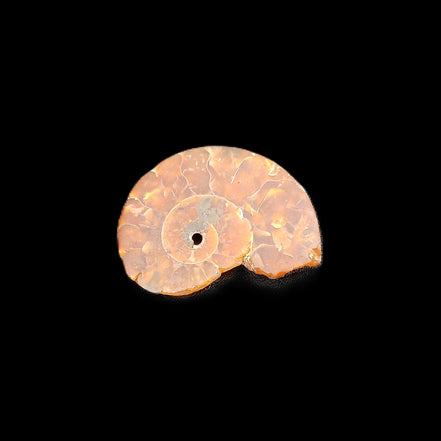 Ammonite section 32mm 4.6g in sunlight - Rocks and Things Store