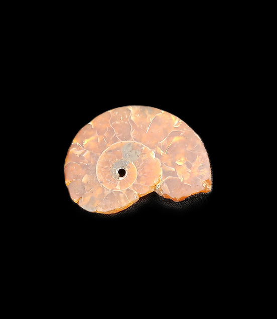 Ammonite section 32mm 4.6g in sunlight - Rocks and Things Store