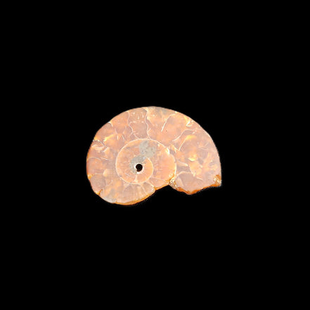 Ammonite section 32mm 4.6g in sunlight - Rocks and Things Store