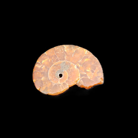 Ammonite section 32mm 4.6g in sunlight - Rocks and Things Store