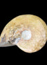Ammonite 39*13*49g 28g in sunlight - Rocks and Things Store