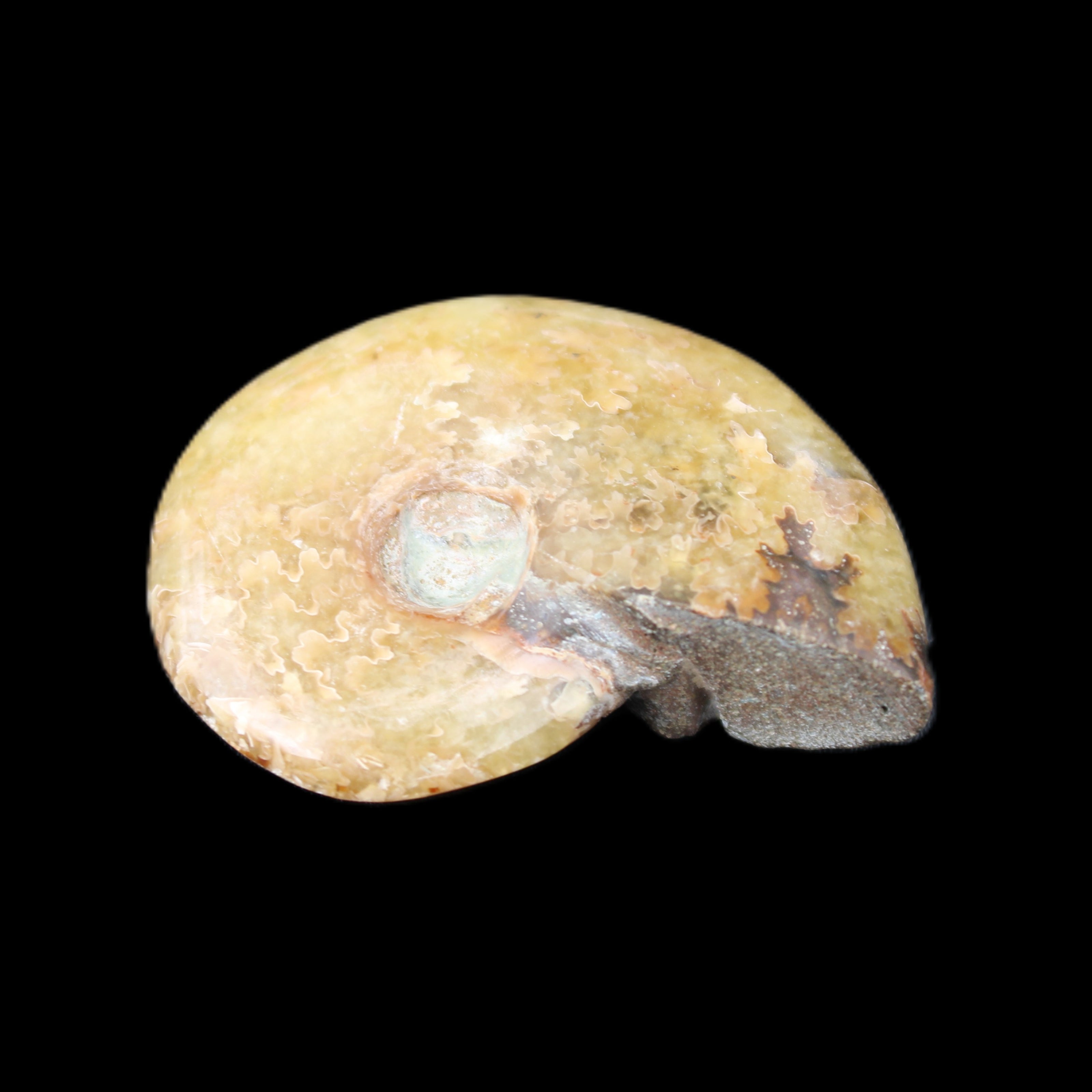 Ammonite 39*13*49g 28g in sunlight - Rocks and Things Store