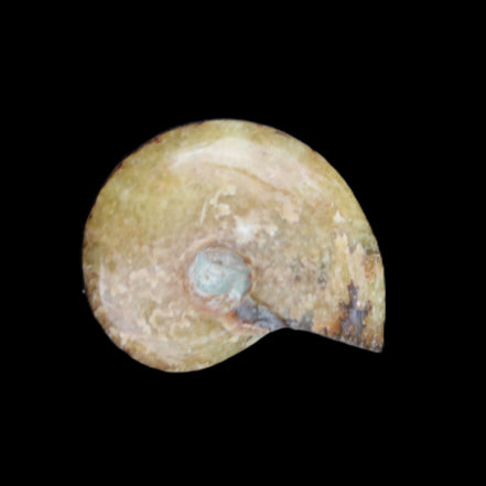 Ammonite 39*13*49g 28g in sunlight - Rocks and Things Store
