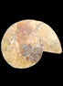 Ammonite section 29mm 6.2g in sunlight - Rocks and Things Store