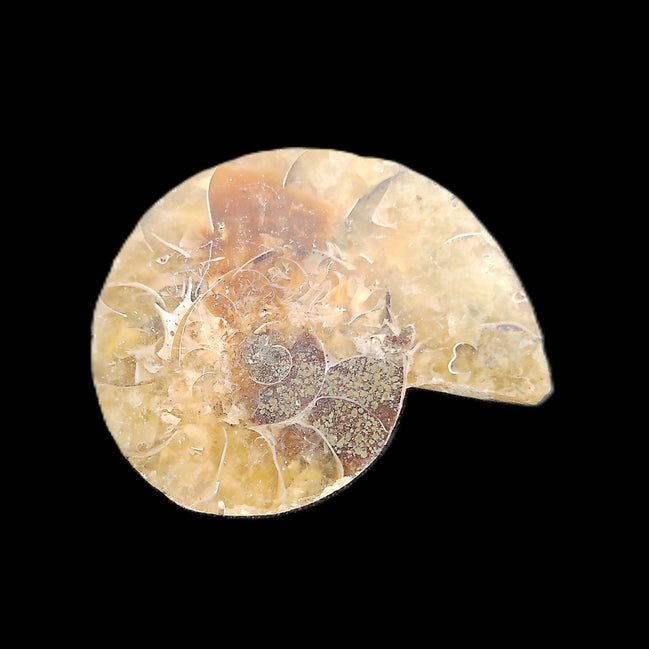 Ammonite section 29mm 6.2g in sunlight - Rocks and Things Store