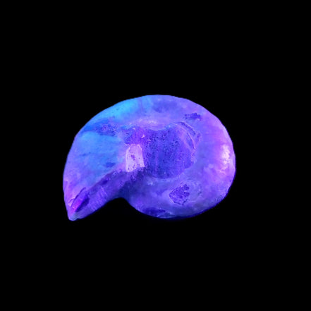 Ammonite section 29mm 6.2g in UV light - Rocks and Things Store