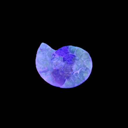 Ammonite section 29mm 6.2g in UV light - Rocks and Things Store