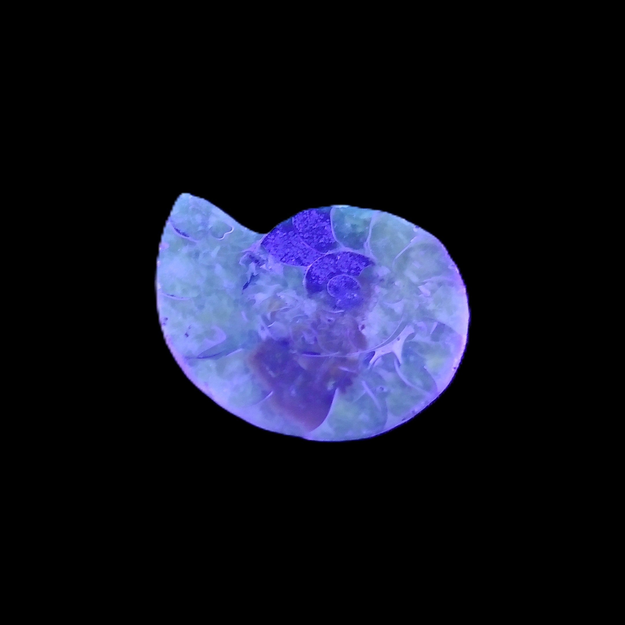 Ammonite section 29mm 6.2g in UV light - Rocks and Things Store