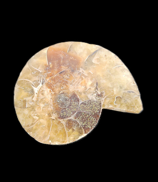 Ammonite section 29mm 6.2g in sunlight - Rocks and Things Store