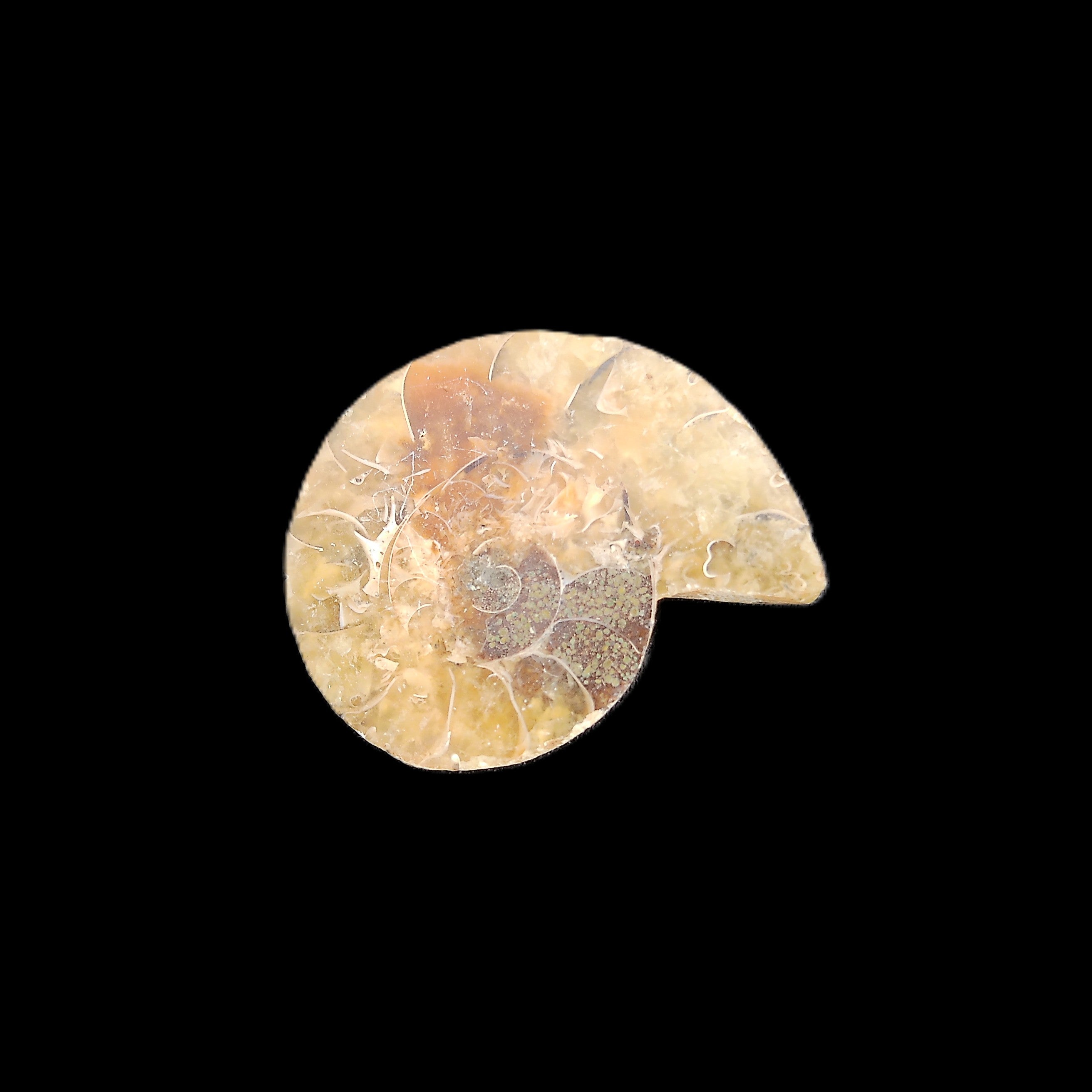 Ammonite section 29mm 6.2g in sunlight - Rocks and Things Store