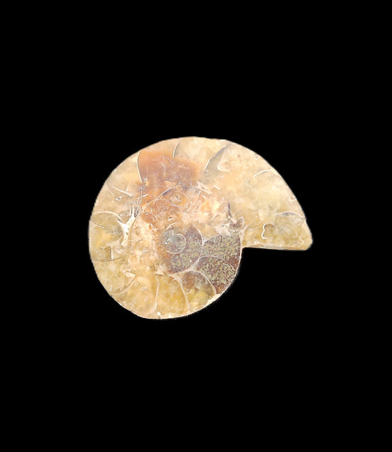 Ammonite section 29mm 6.2g in sunlight - Rocks and Things Store