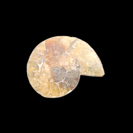 Ammonite section 29mm 6.2g in sunlight - Rocks and Things Store