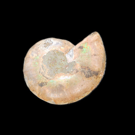 Ammonite section 29mm 6.2g in sunlight - Rocks and Things Store