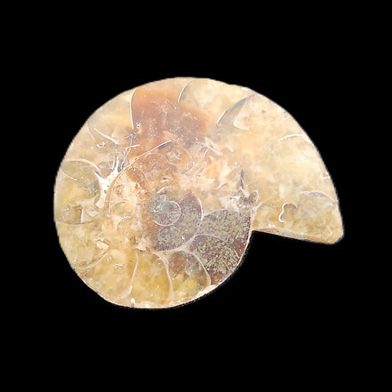Ammonite section 29mm 6.2g in sunlight - Rocks and Things Store