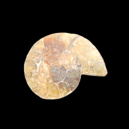 Ammonite section 29mm 6.2g in sunlight - Rocks and Things Store
