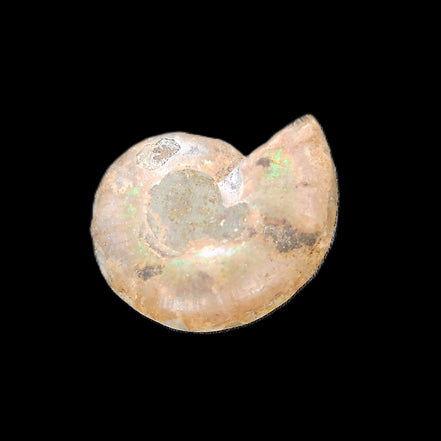Ammonite section 29mm 6.2g in sunlight - Rocks and Things Store