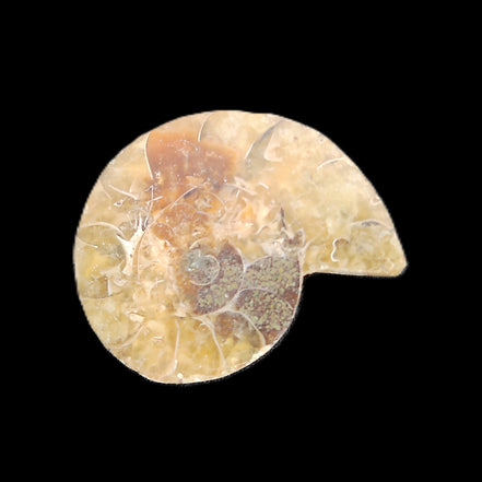 Ammonite section 29mm 6.2g in sunlight - Rocks and Things Store