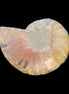 Ammonite section 37mm 8.5g in sunlight - Rocks and Things Store