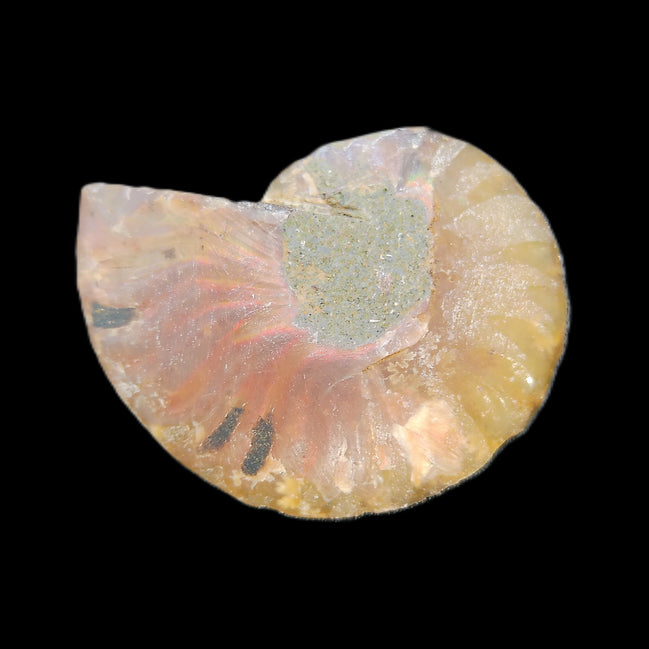 Ammonite section 37mm 8.5g in sunlight - Rocks and Things Store
