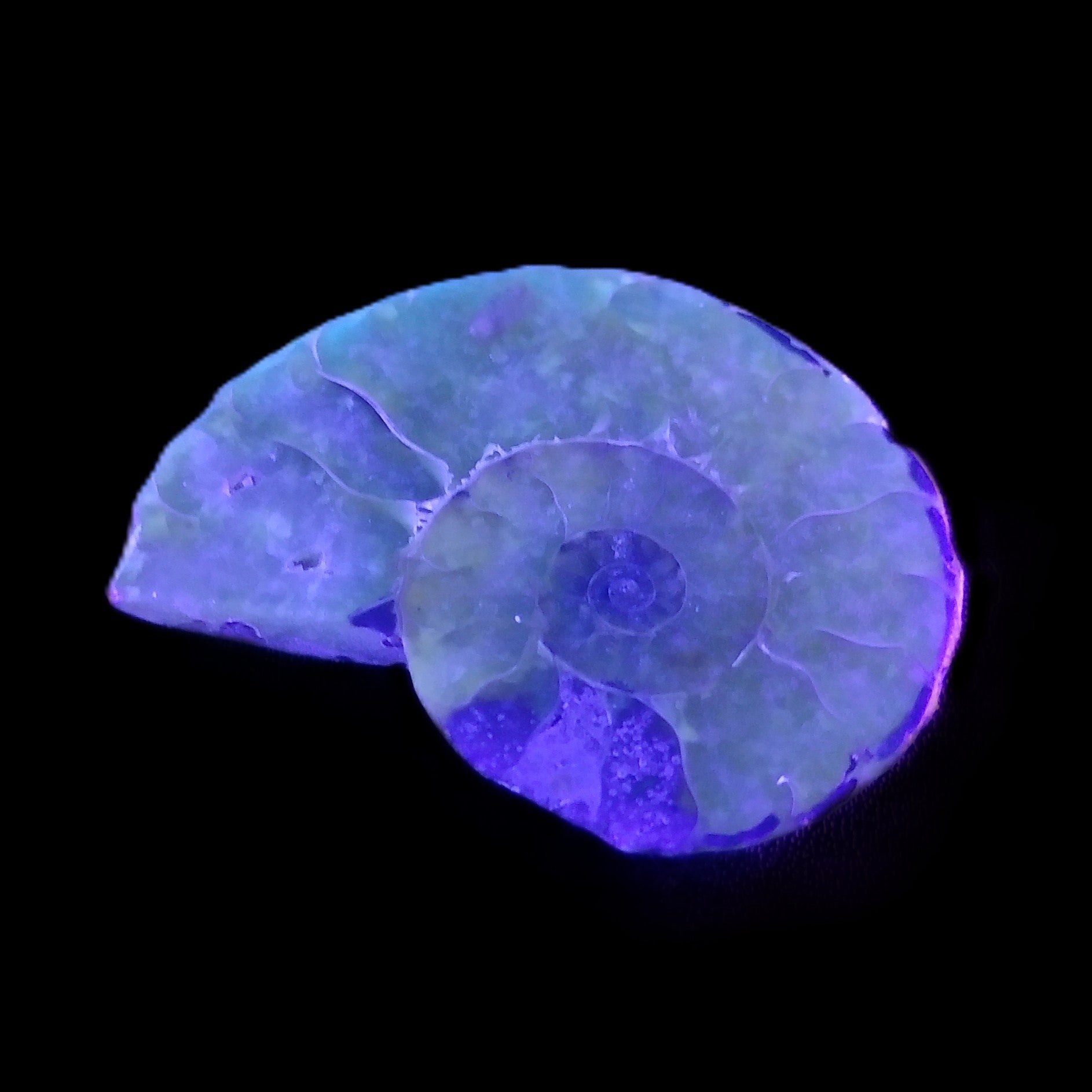 Ammonite section 37mm 8.5g in UV light - Rocks and Things Store