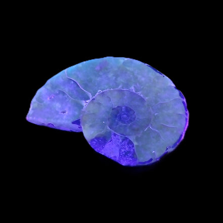 Ammonite section 37mm 8.5g in UV light - Rocks and Things Store