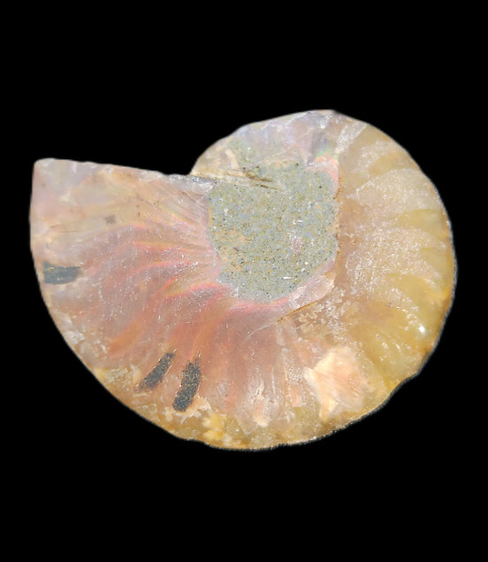 Ammonite section 37mm 8.5g in sunlight - Rocks and Things Store