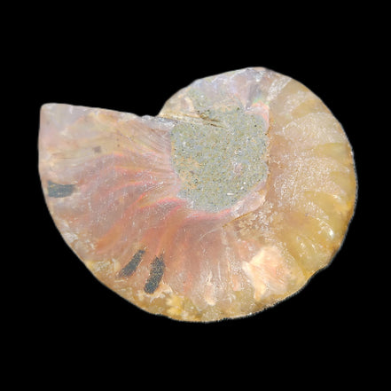 Ammonite section 37mm 8.5g in sunlight - Rocks and Things Store