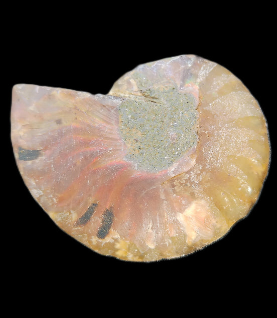 Ammonite section 37mm 8.5g in sunlight - Rocks and Things Store