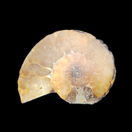 Ammonite section 37mm 8.5g in sunlight - Rocks and Things Store