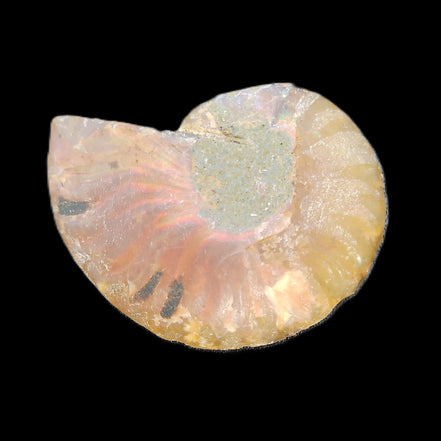 Ammonite section 37mm 8.5g in sunlight - Rocks and Things Store