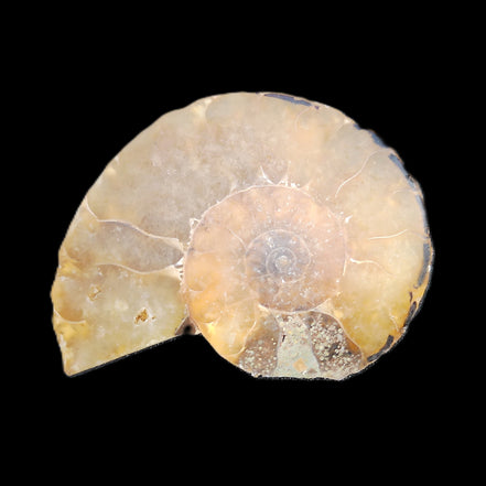 Ammonite section 37mm 8.5g in sunlight - Rocks and Things Store