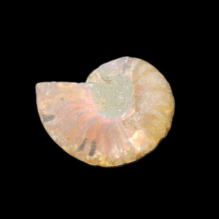 Ammonite section 37mm 8.5g in sunlight - Rocks and Things Store
