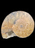 Ammonite section 34mm 6.4g in sunlight - Rocks and Things Store