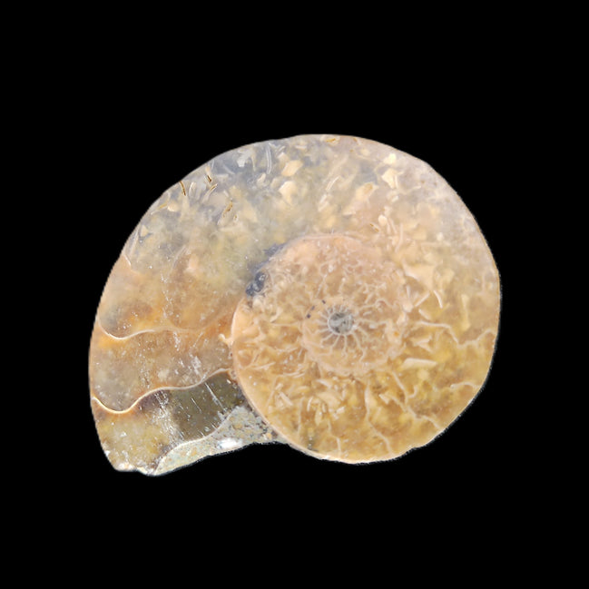 Ammonite section 34mm 6.4g in sunlight - Rocks and Things Store