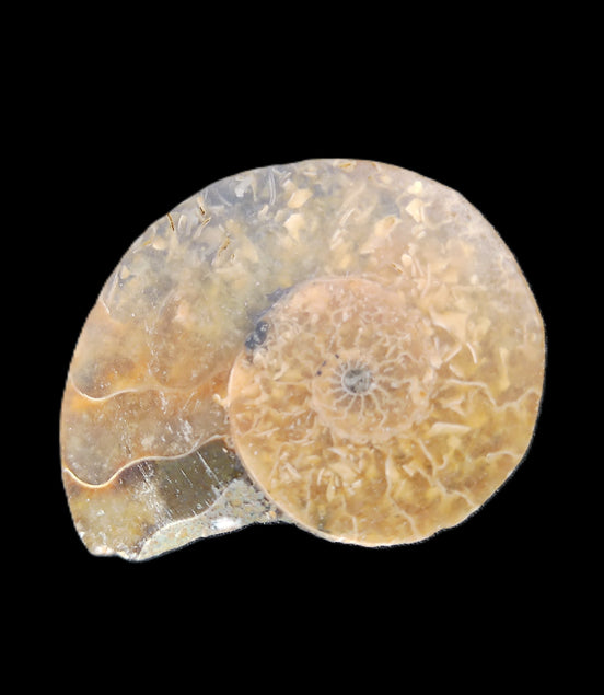 Ammonite section 34mm 6.4g in sunlight - Rocks and Things Store