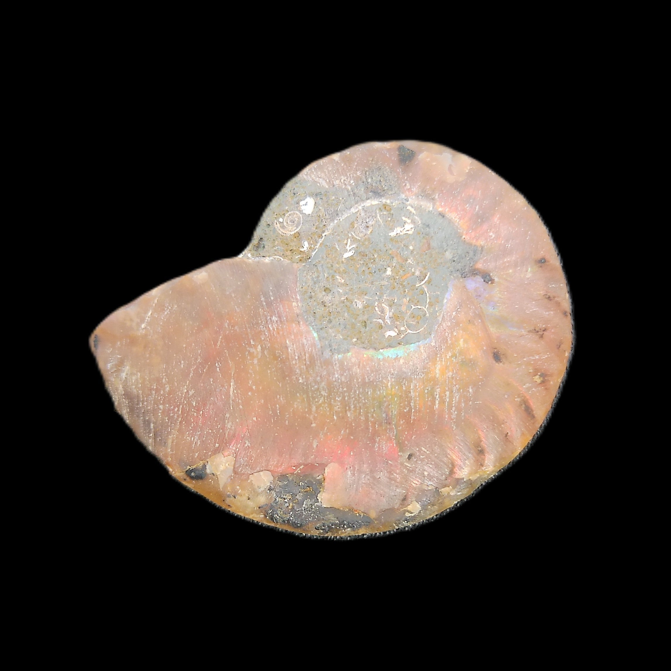 Ammonite section 34mm 6.4g in sunlight - Rocks and Things Store