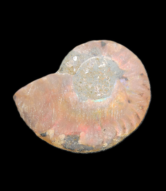 Ammonite section 34mm 6.4g in sunlight - Rocks and Things Store