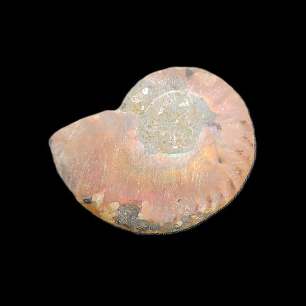 Ammonite section 34mm 6.4g in sunlight - Rocks and Things Store