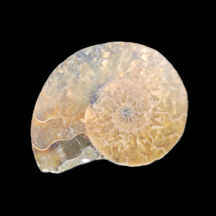 Ammonite section 34mm 6.4g in sunlight - Rocks and Things Store