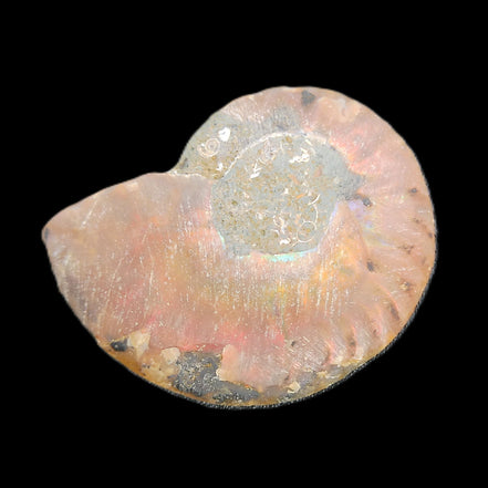 Ammonite section 34mm 6.4g in sunlight - Rocks and Things Store