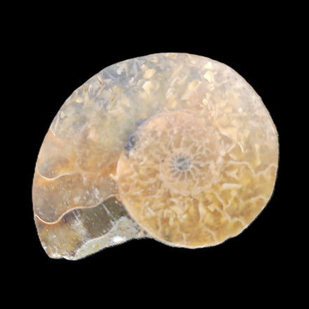 Ammonite section 34mm 6.4g in sunlight - Rocks and Things Store