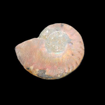 Ammonite section 34mm 6.4g in sunlight - Rocks and Things Store