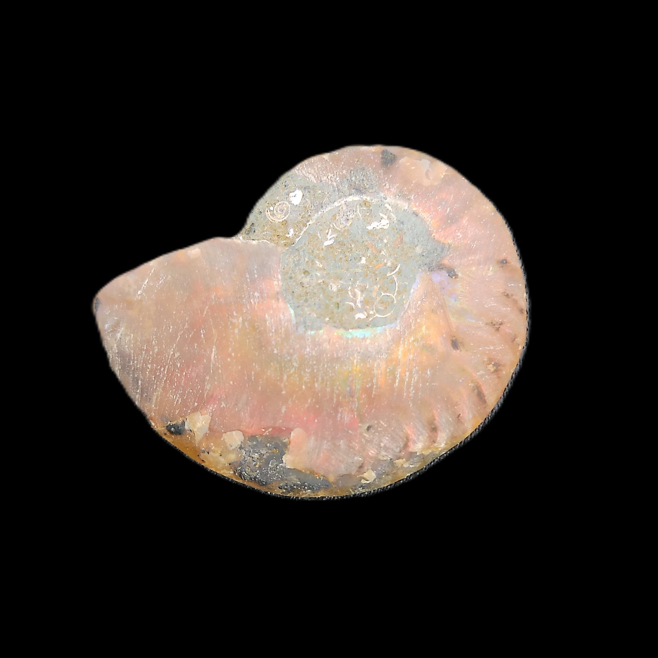 Ammonite section 34mm 6.4g in sunlight - Rocks and Things Store