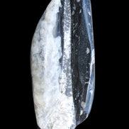 Orthoceras sculpture tower from Morocco 260*90mm 1770g in sunlight - Rocks and Things Store