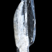 Orthoceras sculpture tower from Morocco 260*90mm 1770g in sunlight - Rocks and Things Store