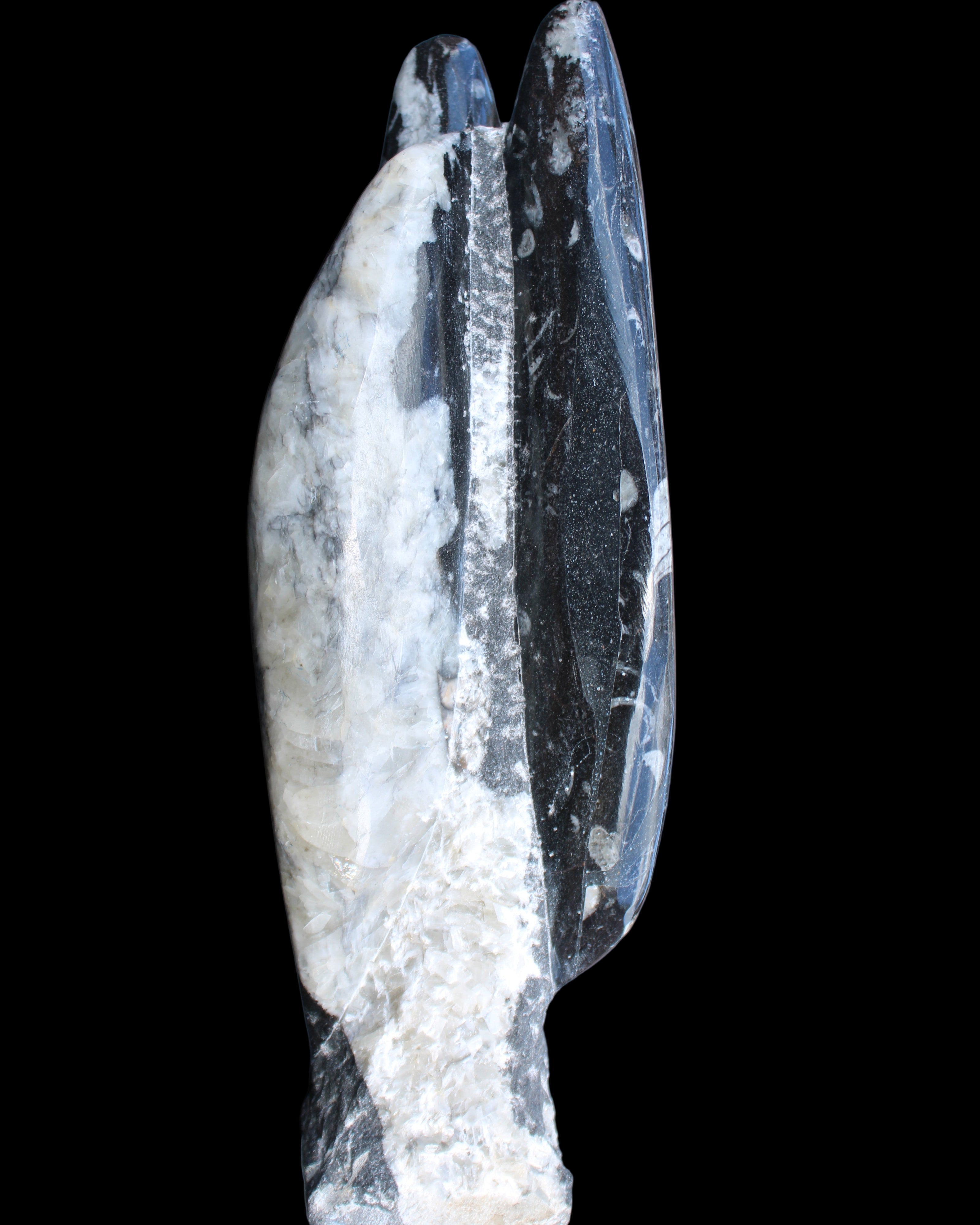 Orthoceras sculpture tower from Morocco 260*90mm 1770g in sunlight - Rocks and Things Store