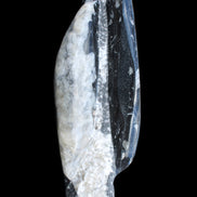 Orthoceras sculpture tower from Morocco 260*90mm 1770g in sunlight - Rocks and Things Store