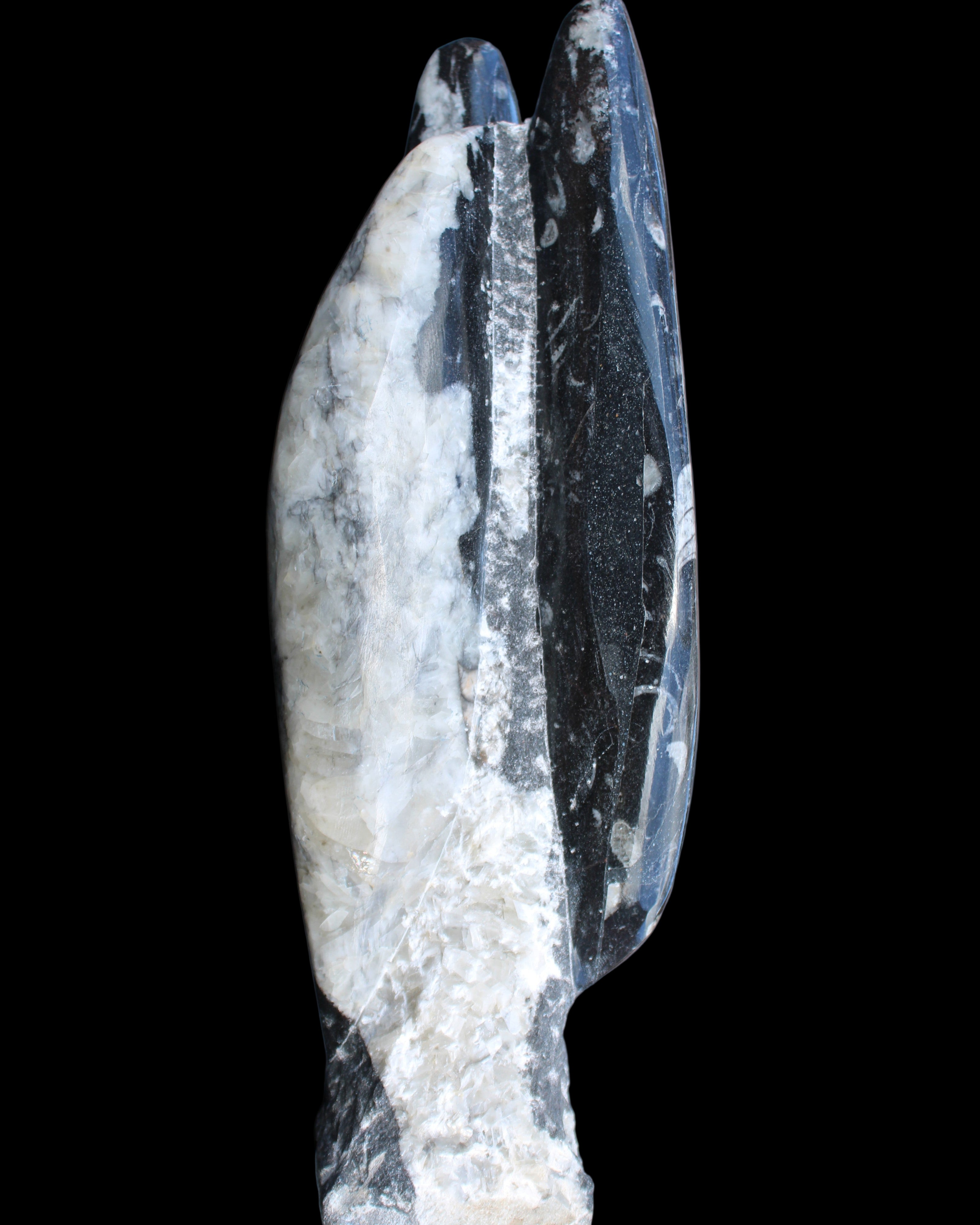 Orthoceras sculpture tower from Morocco 260*90mm 1770g in sunlight - Rocks and Things Store